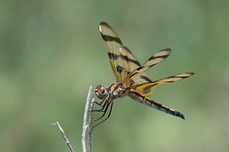 halloween pennant